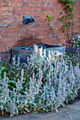 MANOR FARM, CHESHIRE: LAWN, PATH, WATER FEATURE, STACHYS LANATA, GREY, SILVER, PLANTING