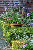 MANOR FARM, CHESHIRE: THE FORMAL HERB GARDEN, BOX HEDGES, HEDGING, TERRACOTTA CONTAINERS, VERBENA, HELICHRYSUM, SCABIOUS CLIVE GREAVES, SCABIOSA CAUCASICA