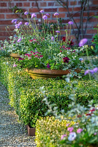 MANOR_FARM_CHESHIRE_THE_FORMAL_HERB_GARDEN_BOX_HEDGES_HEDGING_TERRACOTTA_CONTAINERS_VERBENA_HELICHRY