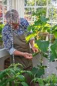CLAUS DALBY GARDEN, DENMARK: CLAUS HOLDING CUCUMBER IN HIS GREENHOUSE