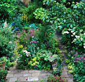 FIG TREE AND ROSE BOBBY JAMES OVER ARCH  WITH PATHWAY TO SEAT. DESIGNER: SUE BERGER