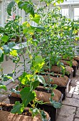 CLAUS DALBY GARDEN, DENMARK: TOMATOES, CUCUMBERS GROWING IN THE GREENHOUSE, KITCHEN, GARDEN, VEGETABLES, EDIBLES