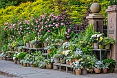 CLAUS DALBY GARDEN, DENMARK: CONTAINER PLANTING IN SILVER, PINK ROSES, TERRACOTTA CONTAINERS WITH SALVIA ARGENTEA, HYDRANGEAS, PALE YELLOW DAHLIA