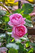 CLAUS DALBY GARDEN, DENMARK: PINK ROSE, ROSA CONSTANCE SPRY, CLIMBERS, CLIMBING, SHRUBS, SCENT, SCENTED, FRAGRANCE, FRAGRANT
