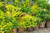 CLAUS DALBY GARDEN, DENMARK: YELLOW BORDER MADE WITH TERRACOTTA CONTAINERS PLANYTED WITH LUPINS, HOSTAS, YELLOW FOLIAGE, LEAVES, PATIO, TERRACE, SUMMER