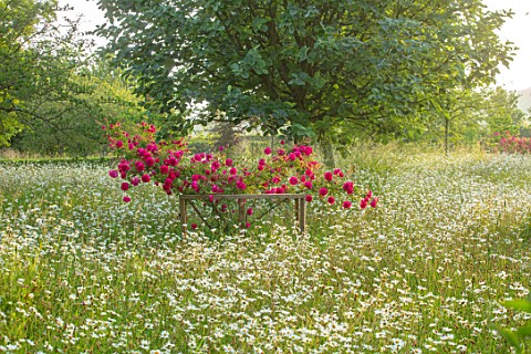ROCKCLIFFE_GARDEN_GLOUCESTERSHIRE_WILDFLOWER_MEADOW_WITH_OXE_EYE_DAISIES_LEUCANTHEMUM_VULGARE_RED_RO