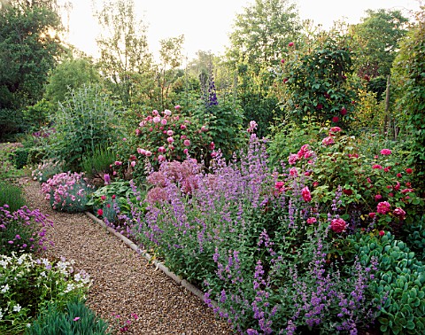 NEPETA__ALLIUMS__ROSES_AND_PINKS_ALONG_THE_GRAVEL_PATH_AT_THE_ANCHORAGE__KENT