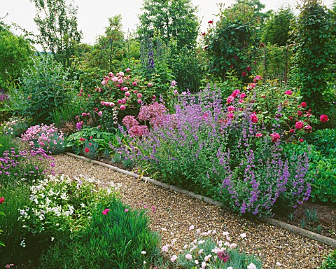 NEPETA__ALLIUMS__ROSES_AND_PINKS_ALONG_THE_GRAVEL_PATH_AT_THE_ANCHORAGE__KENT