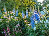 MORTON HALL, WORCESTERSHIRE: BORDER WITH ROSES, ROSA WHITE SKYLINER, ROSA SWEET JULIETTE, ROSA EGLANTYNE, DELPHINIUM CUPID, JULY, BORDERS, ENGLISH, COUNTRY, GARDENS