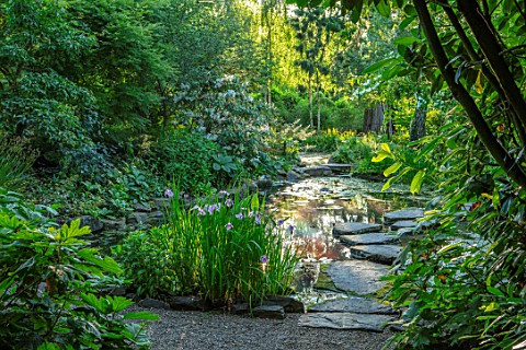 MORTON_HALL_WORCESTERSHIRE_THE_STROLL_GARDEN_IN_JULY_STEPPPING_STONES_IRIS_ENSATA_ROSE_QUEEN_WATER_P