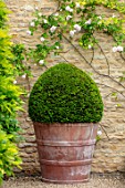 WINSON MANOR, GLOUCESTERSHIRE: TERRACOTTA CONTAINER, BOX BALLS, CLIPPED, TOPIARY, SUMMER
