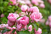 MORTON HALL, WORCESTERSHIRE: ROSES - PINK FLOWERS, BLOOMS OF ROSA COMTESSE DE SEGUR. SUMMER, BLOOMS, BLOOMING, FRAGRANT, SCENTED
