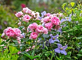 MORTON HALL, WORCESTERSHIRE: ROSES - PINK FLOWERS, BLOOMS OF ROSA COMTESSE DE SEGUR, CLEMATIS EMILIA PLATER. SUMMER, BLOOMS, BLOOMING, FRAGRANT, SCENTED, CLIMBERS