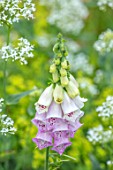 ROCKCLIFFE GARDEN, GLOUCESTERSHIRE: CLOSE UP OF PINK AND WHITE, CREAM FLOWERS OF FOXGLOVES. BLOOMS, SUMMER