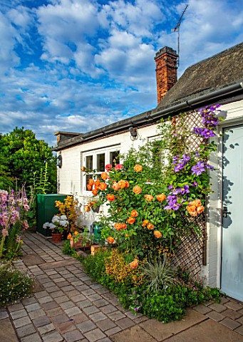 THATCH_COTTAGE_CROWLE_WORCESTERSHIRE_COTTAGE_GARDEN_BACK_DOOR_PATIO_ROSE_ROSA_LADY_OF_SHALLOT_ENGLIS