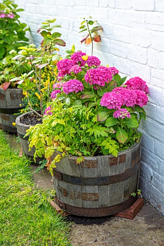 THATCH_COTTAGE_CROWLE_WORCESTERSHIRE_WOODEN_HALF_BARREL_CONTAINER_WITH_PINK_HYDRANGEAS_AGAINST_WHITE