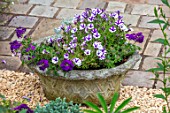 THATCH COTTAGE, CROWLE, WORCESTERSHIRE: PATIO, STONE PLANTER, CONTAINER PLANTED WITH PURPLE VERBEMA, PURPLE AND WHITE MINI PETUNIA VIOLET STAR