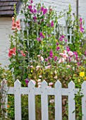 THATCH COTTAGE, WORCESTERSHIRE: FRONT, WHITE, PICKET FENCE, FENCING, BLACK AND WHITE COTTAGE, HOLLYHOCKS, SWEET PEAS, POPPIES, GARDEN, ENGLISH, COTTAGES