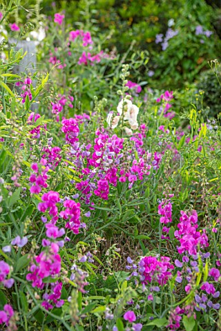 THATCH_COTTAGE_WORCESTERSHIRE_PINK_SWEET_PEAS_AND_HOLLYHOCKS