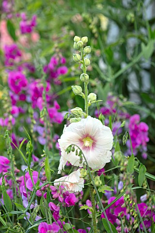 THATCH_COTTAGE_WORCESTERSHIRE_PINK_SWEET_PEAS_AND_HOLLYHOCKS