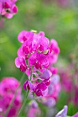 THATCH COTTAGE, WORCESTERSHIRE: PINK SWEET PEAS