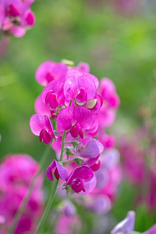THATCH_COTTAGE_WORCESTERSHIRE_PINK_SWEET_PEAS