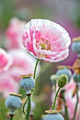THATCH COTTAGE, CROWLE, WORCESTERSHIRE: CLOSE UP OF PINK AND WHITE FLOWERS OF POPPY