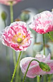 THATCH COTTAGE, CROWLE, WORCESTERSHIRE: CLOSE UP OF PINK AND WHITE FLOWERS OF POPPY, POPPIES