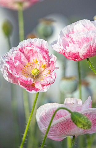 THATCH_COTTAGE_CROWLE_WORCESTERSHIRE_CLOSE_UP_OF_PINK_AND_WHITE_FLOWERS_OF_POPPY_POPPIES