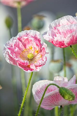THATCH_COTTAGE_CROWLE_WORCESTERSHIRE_CLOSE_UP_OF_PINK_AND_WHITE_FLOWERS_OF_POPPY_POPPIES