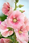 THATCH COTTAGE, CROWLE, WORCESTERSHIRE: CLOSE UP OF PINK FLOWERS OF HOLLYHOCKS. DECIDUOUS, PERENNIALS