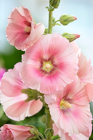 THATCH_COTTAGE_CROWLE_WORCESTERSHIRE_CLOSE_UP_OF_PINK_FLOWERS_OF_HOLLYHOCKS_DECIDUOUS_PERENNIALS