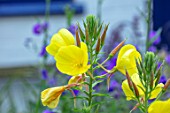 THATCH COTTAGE, CROWLE, WORCESTERSHIRE: CLOSE UP PORTRAIT OF YELLOW FLOWERS OF EVENING PRIMROSE - OENOTHERA MACROCARPA, DECIDUOUS, PERENNIALS
