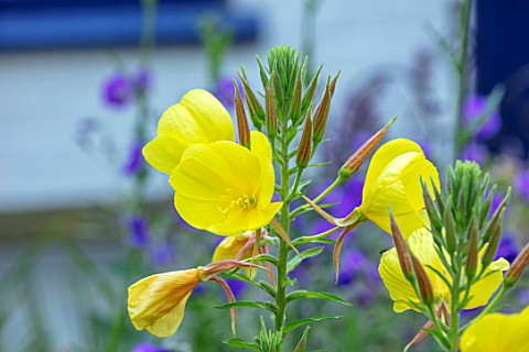 THATCH_COTTAGE_CROWLE_WORCESTERSHIRE_CLOSE_UP_PORTRAIT_OF_YELLOW_FLOWERS_OF_EVENING_PRIMROSE__OENOTH