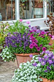WATERDALE GARDEN, WOLVERHAMPTON, WEST MIDLANDS - TERRACOTTA CONTAINERS OF PURPLE AND PINK ON THE PATIO, TERRACE