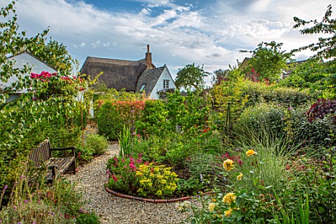 BATTS_COTTAGE_OXFORDSHIRE_GRAVEL_PATH_ISLAND_BED_ROSA_ABSOLUTELY_FABULOUS_MISCANTHUS_MORNING_LIGHT_P