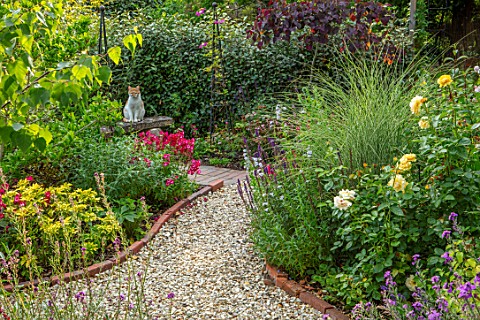 BATTS_COTTAGE_OXFORDSHIRE_GRAVEL_PATH_ISLAND_BEDS_ROSA_ABSOLUTELY_FABULOUS_MISCANTHUS_MORNING_LIGHT_