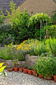 BATTS COTTAGE, OXFORDSHIRE: GRAVEL TERRACE, RAISED BEDS, HERBS, LAVENDER, HEDGES, HEDGING OF PHOTINIA RED ROBIN, JULY, HERB GARDEN