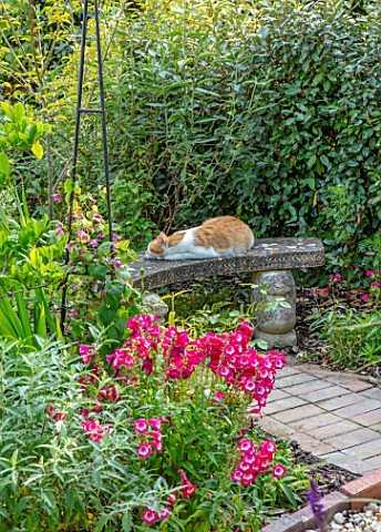 BATTS_COTTAGE_OXFORDSHIRE_CAT_ON_BENCH_BORDERS_PETS_ANIMALS_SEAT_SEATING_PENSTEMON_PHOENIX_RED