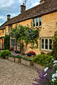 ADAMS POOL, GLOUCESTERSHIRE: FRONT OF COTTAGE WITH STONE TROUGHS, CLIMBING ROSE AND CLEMATIS PERLE DAZUR
