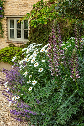 ADAMS_POOL_GLOUCESTERSHIRE_COTTAGE_GADEN_DRIVE_ACANTHUS_SPINOSUS_AND_SHASTA_DAISY_LEUCANTHEMUM_X_SUP