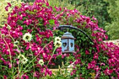 ADAMS POOL, GLOUCESTERSHIRE: WINE RED FLOWERS OF CLEMATIS MADAME JULIA CORREVON, ARCHWAY, ARCH