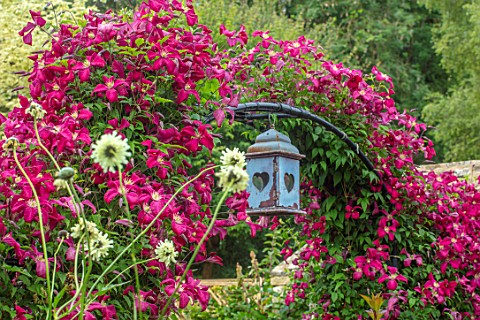 ADAMS_POOL_GLOUCESTERSHIRE_WINE_RED_FLOWERS_OF_CLEMATIS_MADAME_JULIA_CORREVON_ARCHWAY_ARCH