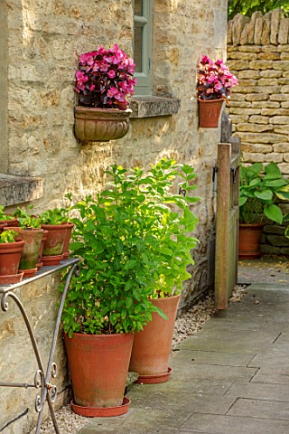 ADAMS_POOL_GLOUCESTERSHIRE_PATH_WALL_BEGONIAS_IN_CONTAINERS_HERBS_IN_TERRACOTTA_CONTAINERS
