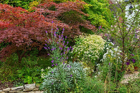 THATCH_COTTAGE_WORCESTERSHIRE_JAPANESE_MAPLES_AND_FEVERFEW_BESIDE_THE_BACK_DOOR