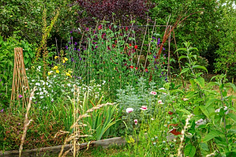 THATCH_COTTAGE_WORCESTERSHIRE_SMALL_POTAGER_VEGETABLE_GARDEN_RAISED_BEDS_SWEET_PEAS_RUNNER_BEANS_EDI