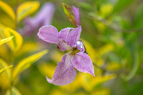 THATCH_COTTAGE_WORCESTERSHIRE_CLOSE_UP_PORTRIAT_OF_PALE_BLUE_FLOWERS_OF_CLEMATIS_BETTY_CORNING_SHRUB
