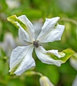 THATCH COTTAGE, CROWLE, WORCESTERSHIRE: CLOSE UP PORTRAIT OF WHITE, YELLOW, FLOWERS OF CLEMATIS ALBA LUXURIANS. CREEPER, CLIMBERS, SCARAMBLING