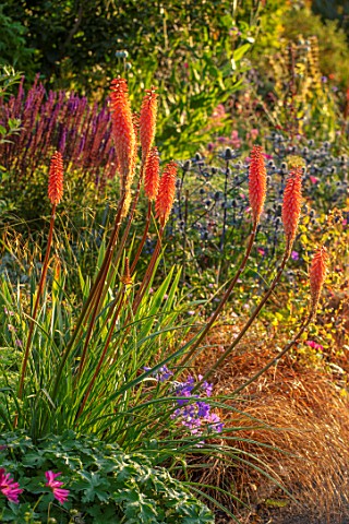 WATERDALE_WEST_MIDLANDS_FRONT_GARDEN__RED_HOT_POKERS_KNIPHOFIA_MANGO_POPSICLE_CAREX_ERYNGIUM_ZABELII