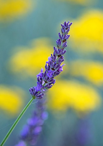 BATTS_COTTAGE_OXFORDSHIRE_CLOSE_UP_OF_BLUE_FLOWERS_OF_LAVENDER_LAVENDULA_SCENTED_FRAGRANT_HERBS